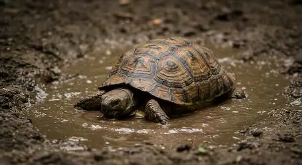 A tortoise in the mud